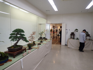 盆栽展の写真