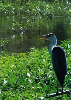 鳥と水辺の写真