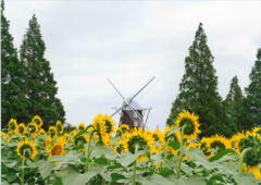 あけぼの山農業公園のひまわりの写真