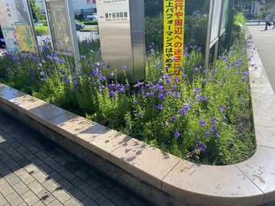 令和6年6月24日のききょうの開花状況（写真）